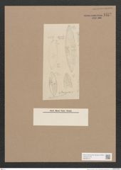 Navicula sp. (de-Toni-Nr.: Genus 1) Zeichnungen Sammlung Grunow Nr. 1577 (NHMW-BOT-W0368110)